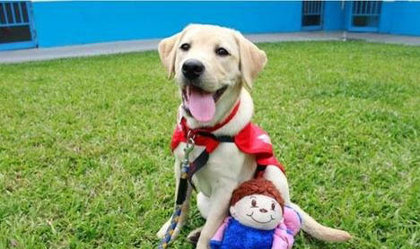 導盲犬為什么是拉布拉多