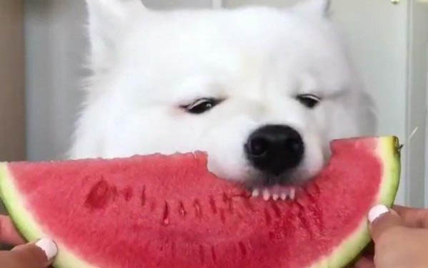 怎么訓(xùn)練小狗狗