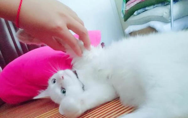 小貓不滿月總是糊眼睛咋回事?