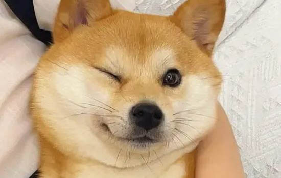 南寧哪里有賣柴犬