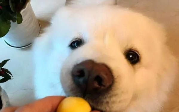 犬細小病毒小狗狗可以活多久