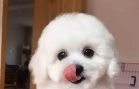 狗狗得了犬瘟能自愈嗎？