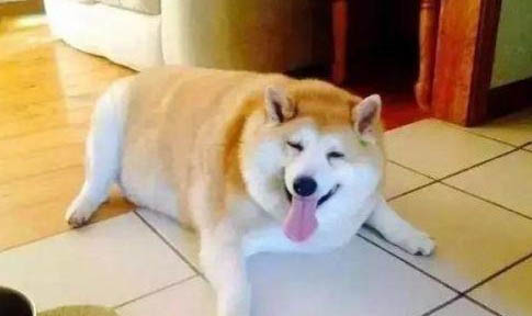 狗狗被寵壞有哪些癥狀