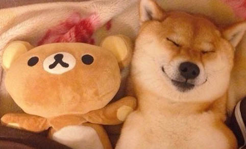 柴犬一窩可以生幾只