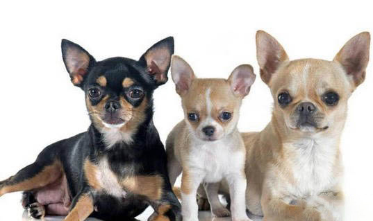怎么給自家的吉娃娃犬洗澡