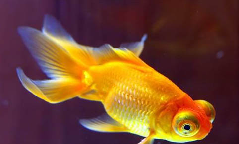 十大肉食大型觀賞魚