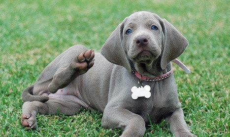美國水獵犬有攻擊性嗎