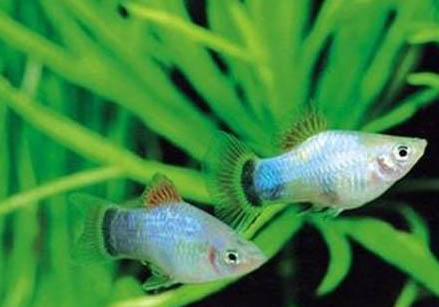 藍月亮寶石魚怎么養
