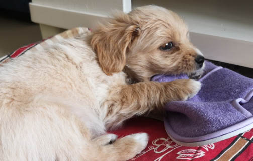 犬瘟狗不治能活多久