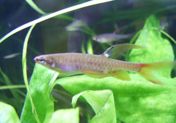 觀賞黃金泥鰍可以用魚缸養嗎