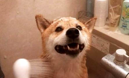 為什么不能養(yǎng)日本柴犬