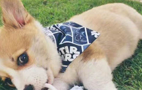 長毛大型犬有哪些品種