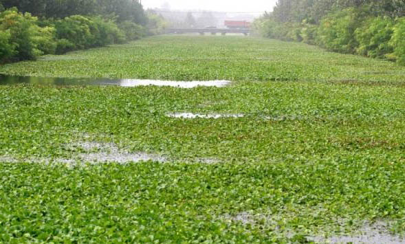 家養金魚會自然繁殖嗎