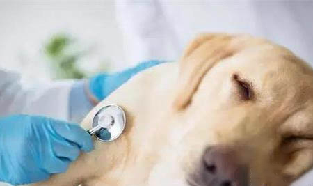 狗狗患犬瘟熱有哪些癥狀