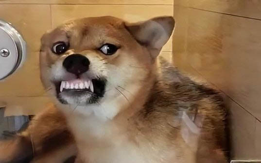 狗狗吃撐了拉稀是什么樣的