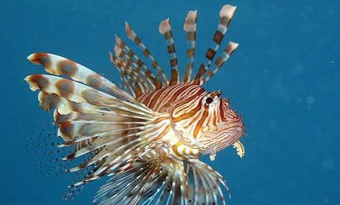 金魚非高溫引起的浮頭原因分析