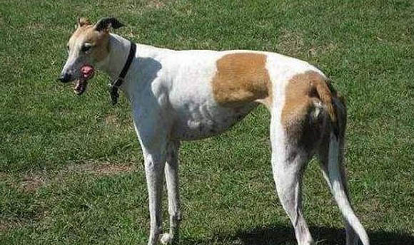靈緹犬缺點