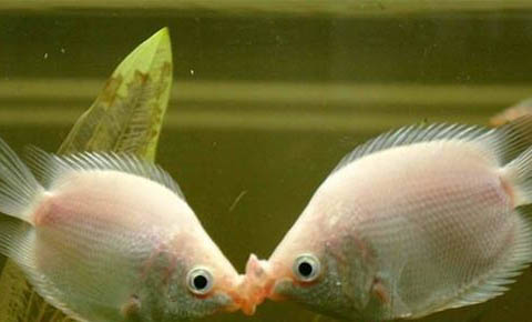接吻魚能和金魚混養嗎