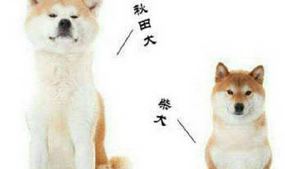 柴犬成年體重是多少斤正常