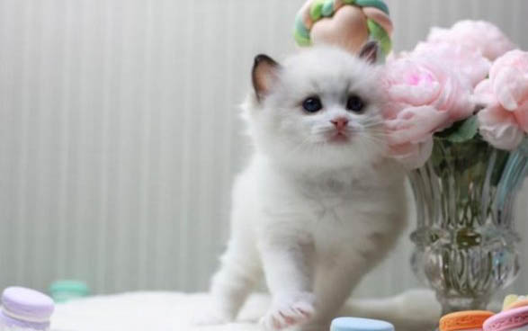 小貓咪多久后可以吃貓糧了