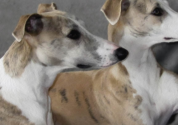 比特犬幾種體型 200斤巨型嗎