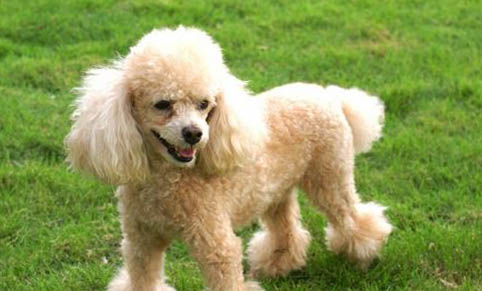 貴賓犬口吐白沫的原因及處理方法