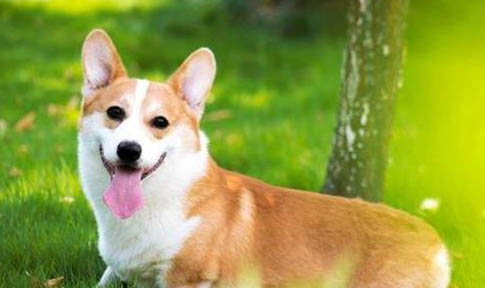 柯基犬多久驅蟲一次