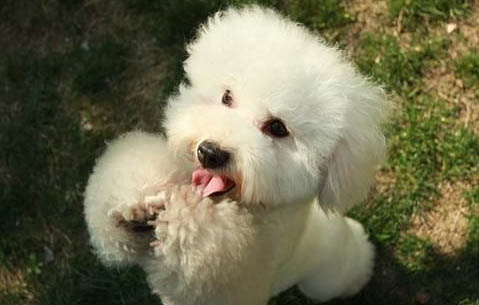 比熊犬能活多久