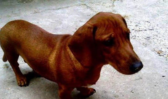 臘腸犬嘔吐是什么原因不吃東西