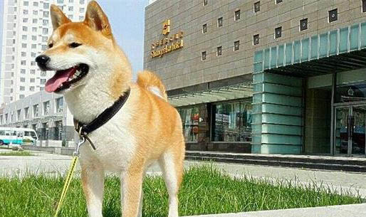 可以給狗狗吃雞蛋嗎