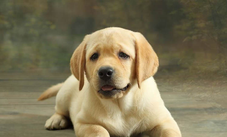 犬瘟熱不咳嗽了