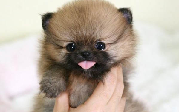 博美犬怎么樣好養(yǎng)么?