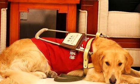 導(dǎo)盲犬可以上飛機嗎?