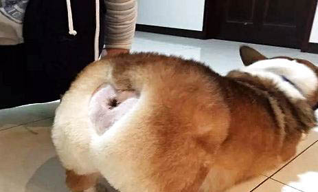 狗狗牙周炎治療