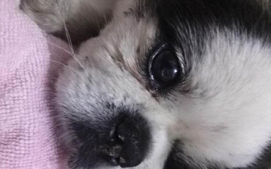 狗狗四腳朝天扭動的原因及處理方法