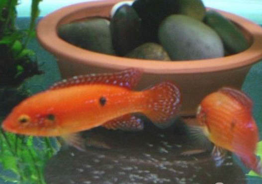 夜晚釣鯉魚釣深還是釣淺