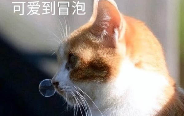小貓咪適合吃什么