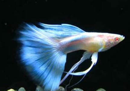 孔雀魚和斗魚能一起養嗎