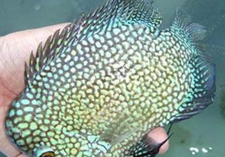 小德州豹魚和綠巨人區分
