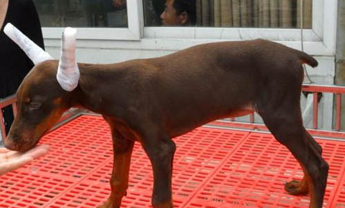 迷你杜賓犬和小鹿犬有什么區(qū)別