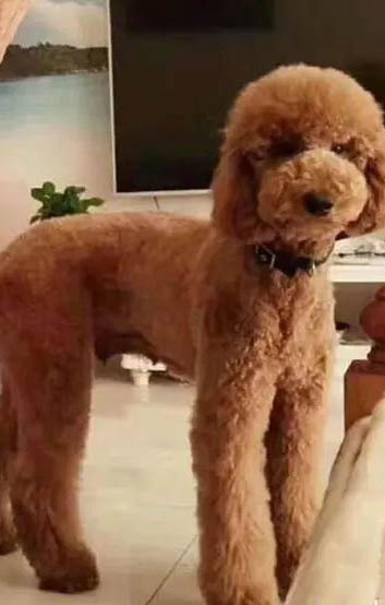 泰迪巨貴犬多少錢一只