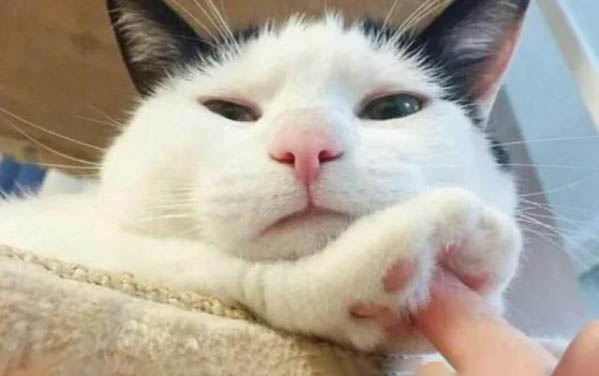 剛出生的小貓死了