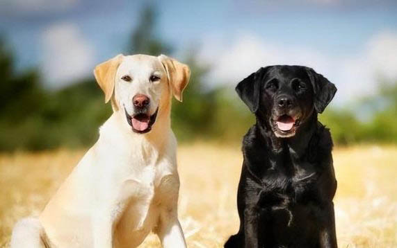 拉布拉多得了犬瘟還能活多久