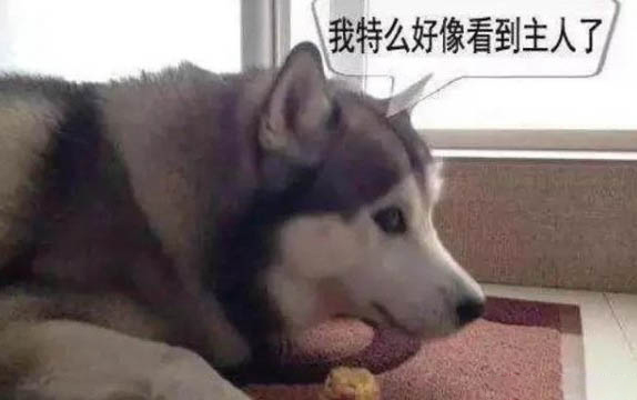 狗狗細小臨終前的5個征兆?