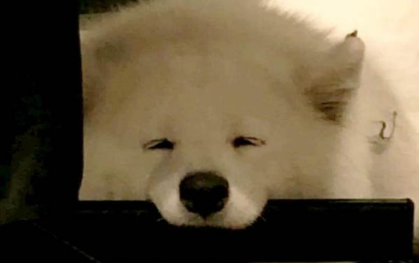 薩摩耶補鈣注意事項