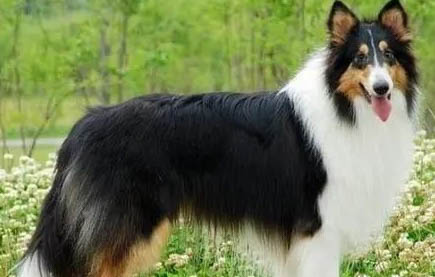 蘇格蘭牧羊犬可以吃葡萄嗎?