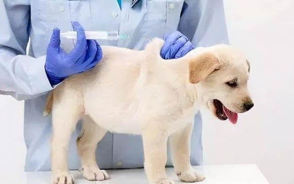 狗狗性腸炎的治療方法