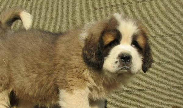 圣伯納犬什么價(jià)格