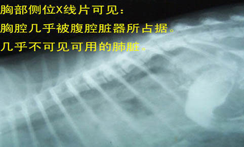 貓支原體感染多久能好