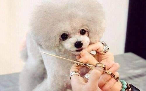 狗被狗吃了巧克力怎么辦補救